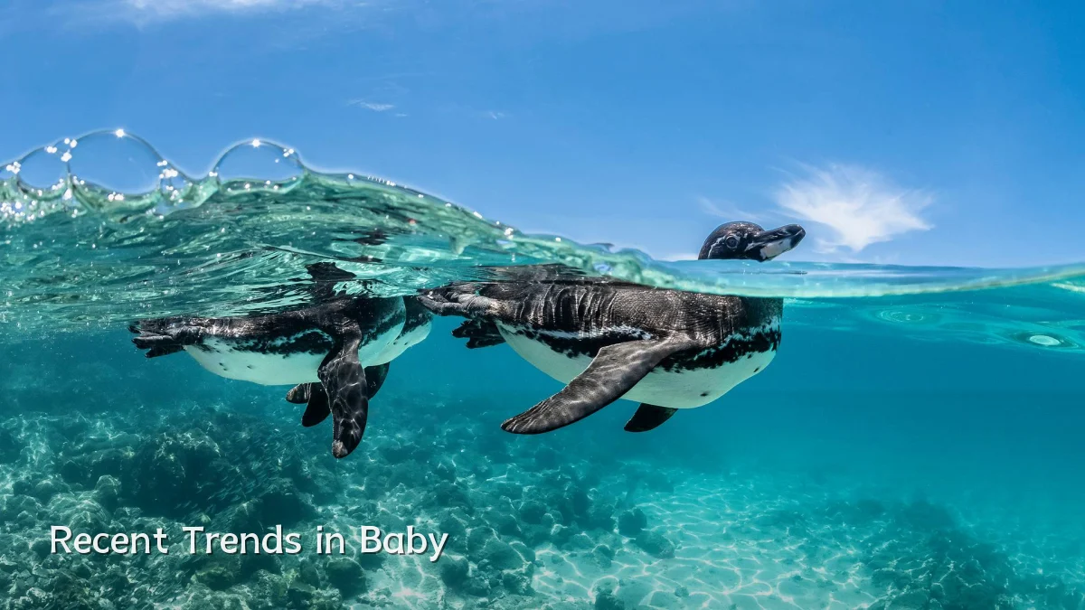 Recent Trends in Baby